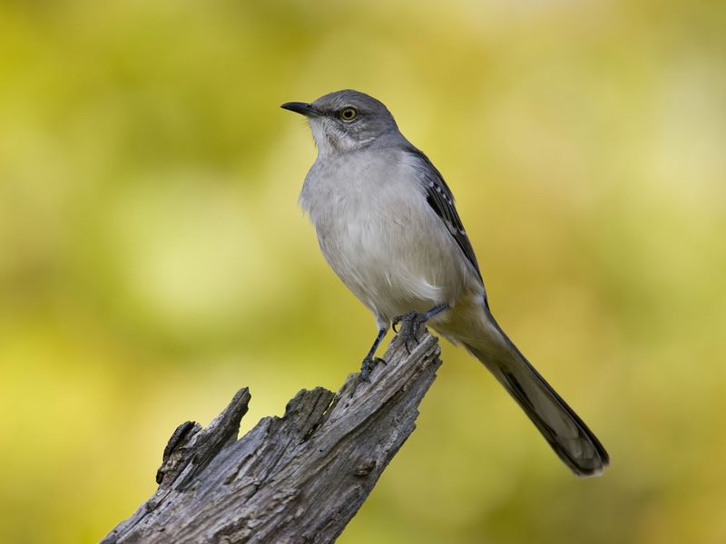 Both Males And Females Claim Winter Feeding Territories