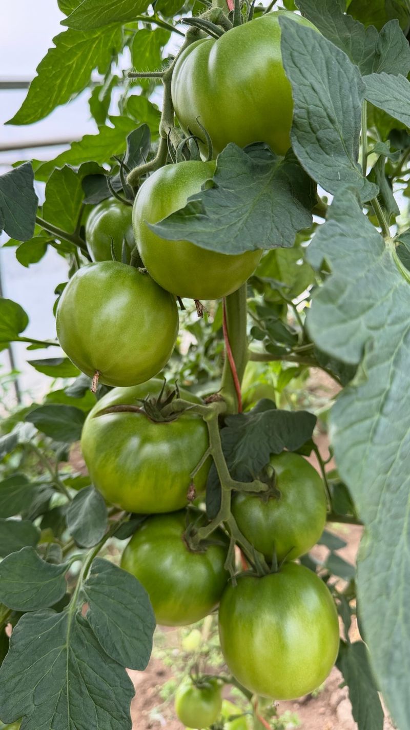 Both Methods Can Ripen Mature Green Tomatoes