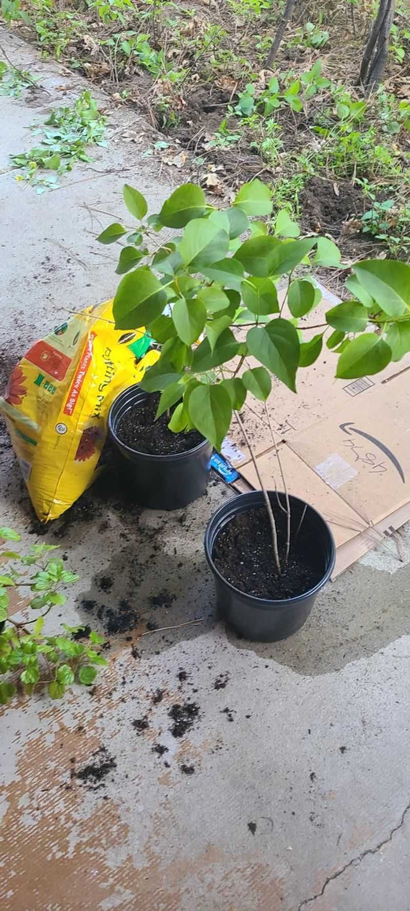 Both Spread Easily From Suckers And Cuttings