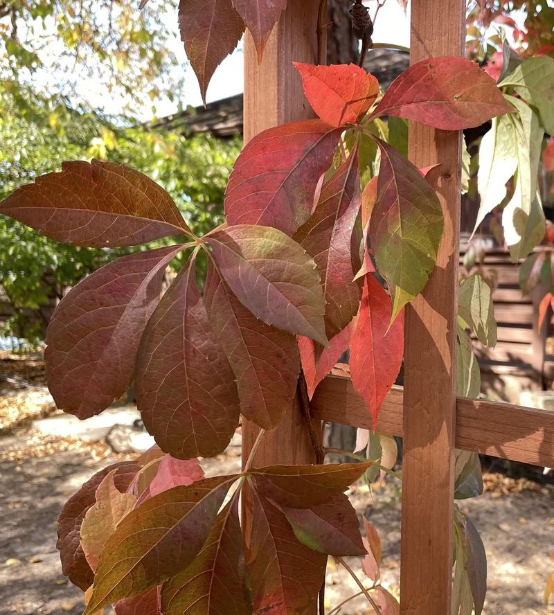 Both Vines Can Turn Brilliant Red In Fall Both Vines Can Turn Brilliant Red In Fall