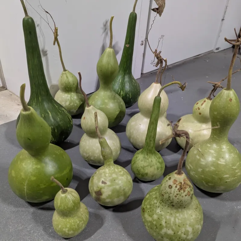 Bottle Gourds, The Toughest Of The Bunch