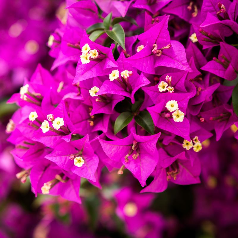 Bougainvillea