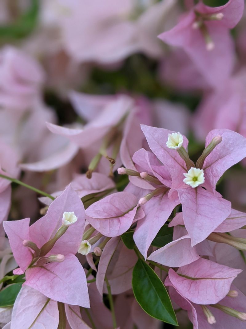 Bougainvillea Bougainvillea