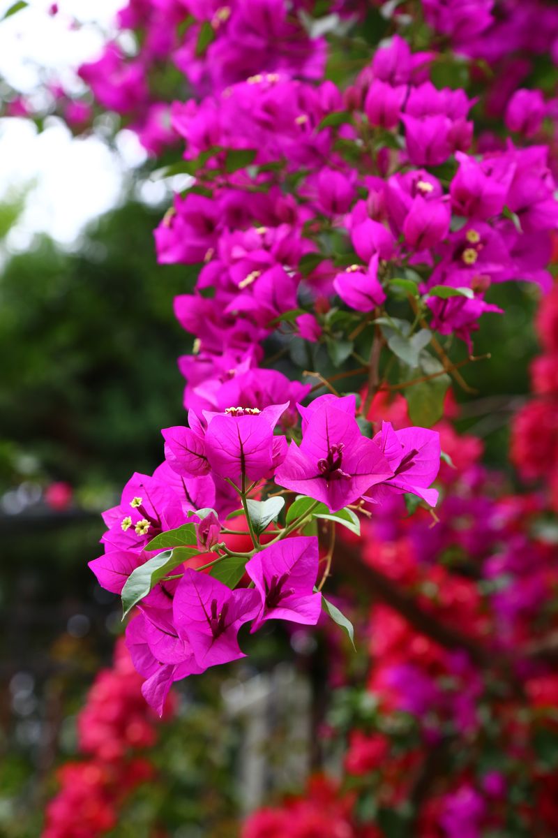 Bougainvillea Adds Tropical Flair