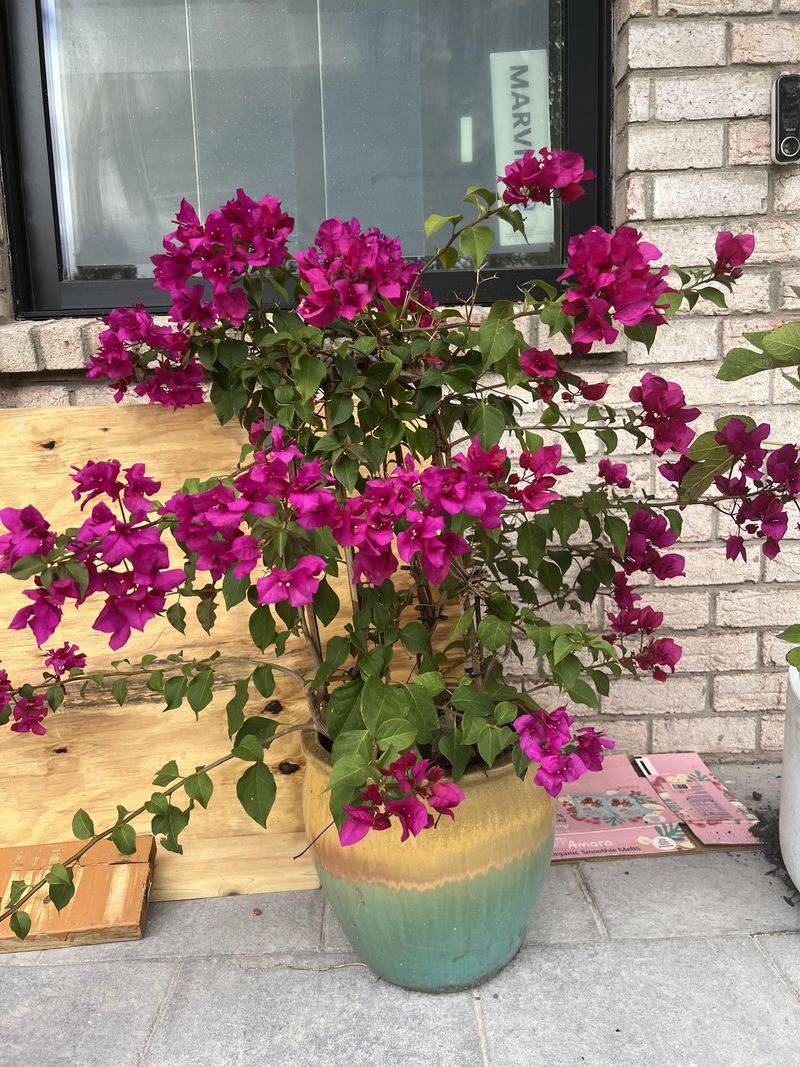 Bougainvillea Can Wait A Little Longer