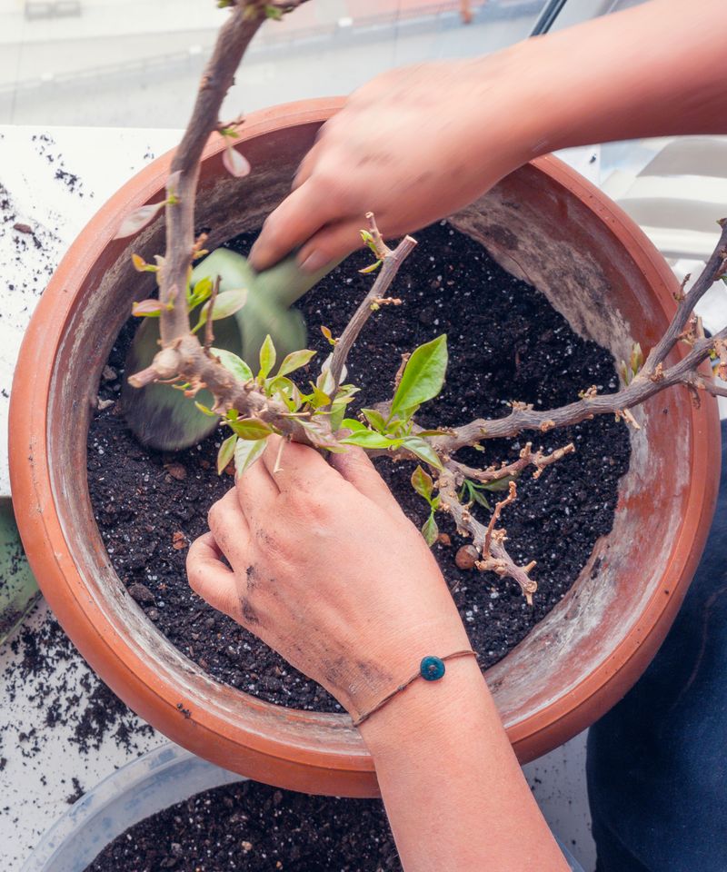 Bougainvillea Needs A Hard Prune Before Moving In
