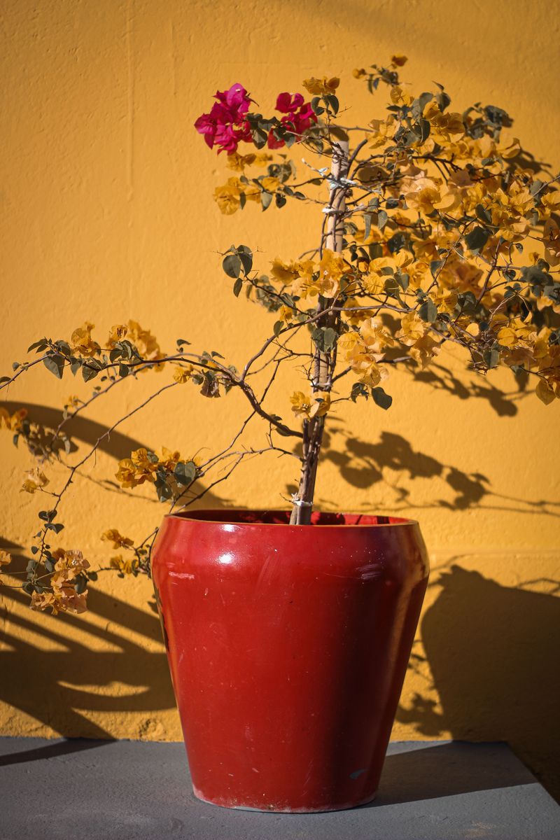 Bougainvillea Slows Down Once Nights Hover Near 40 Degrees Bougainvillea Slows Down Once Nights Hover Near 40 Degrees
