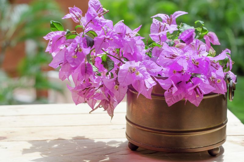 Bougainvillea Struggles With Texas Mood Swings