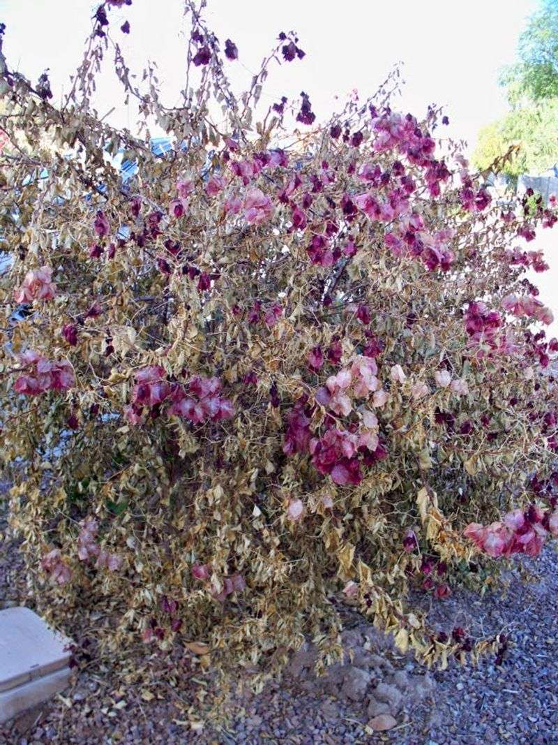Bougainvillea Bougainvillea