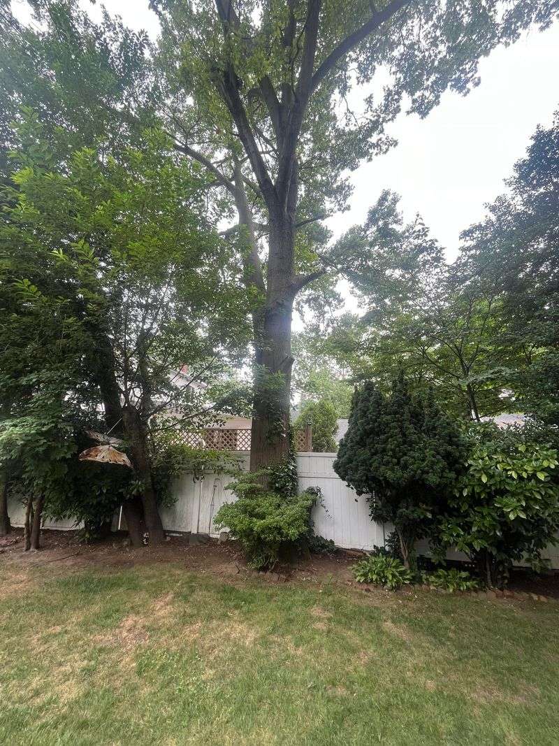 Boundary Trees Belong To Both Owners Boundary Trees Belong To Both Owners