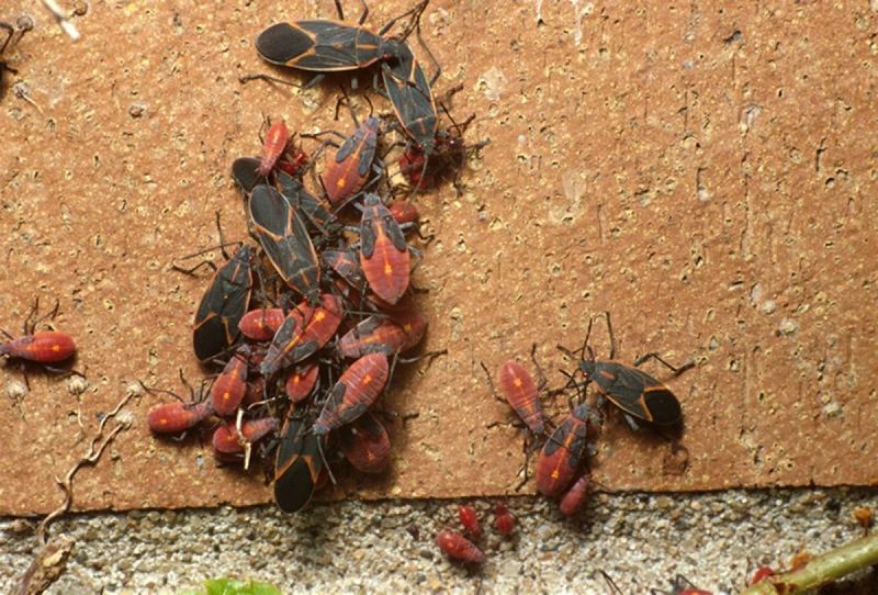 Boxelder Bugs Are Looking For A Place To Spend The Winter
