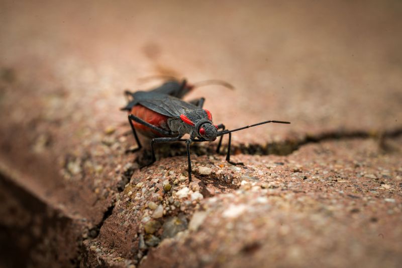 Boxelder Bugs Hunting For A Warm Winter Hideout