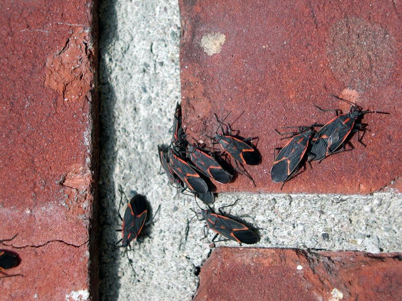 Boxelder Bugs Sunning On Walls Boxelder Bugs Sunning On Walls