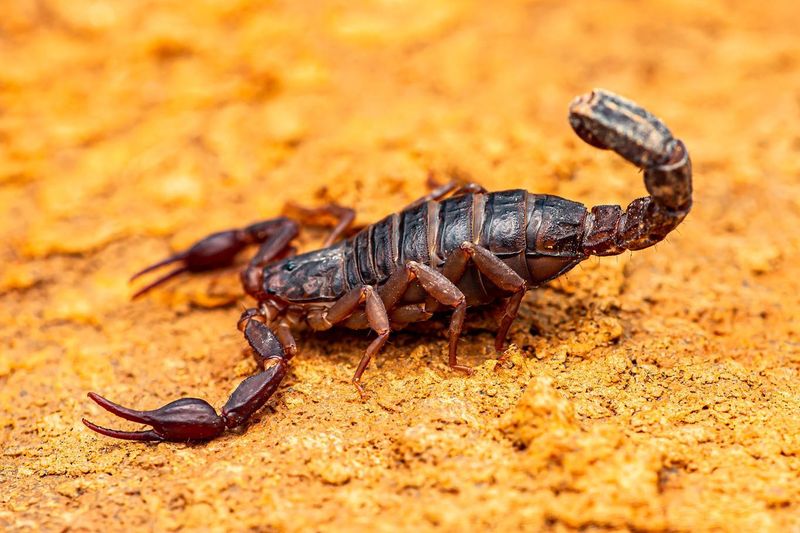 Boxes And Stored Items Can Shelter Scorpions That Make It Indoors Boxes And Stored Items Can Shelter Scorpions That Make It Indoors