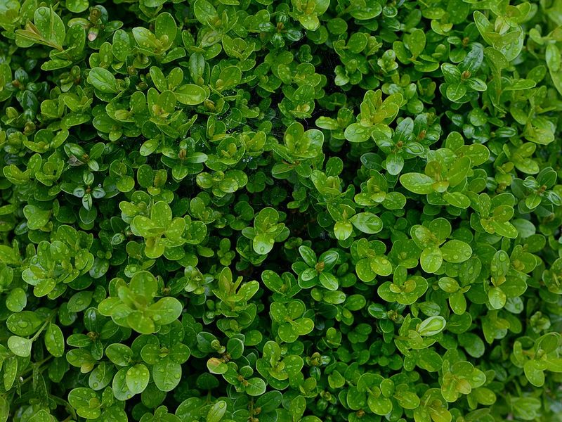 Boxwood Boxwood