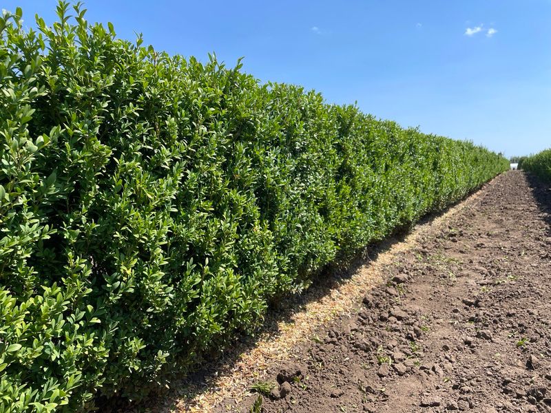 Boxwood Hedges Bring Classic Charm Boxwood Hedges Bring Classic Charm