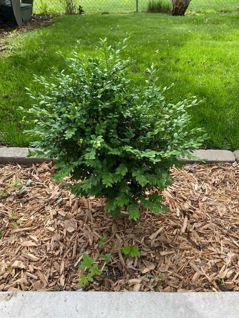 Boxwood While The Soil Stays Warm Boxwood While The Soil Stays Warm