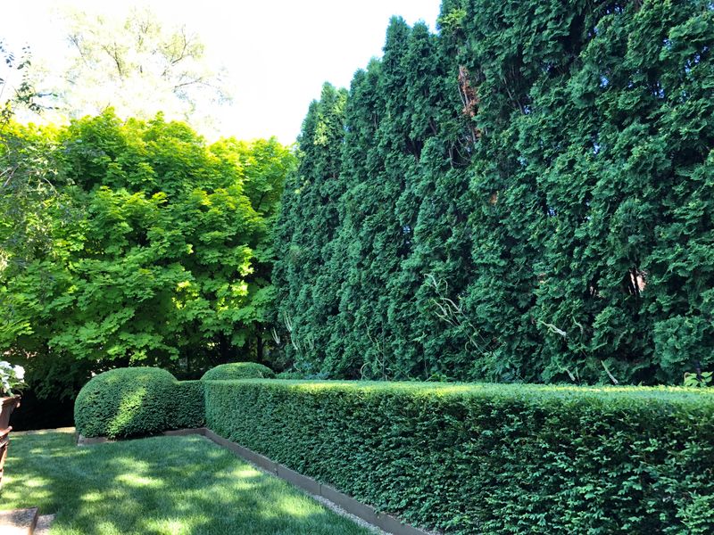 Boxwoods And Junipers Can Handle A Light Early-October Trim