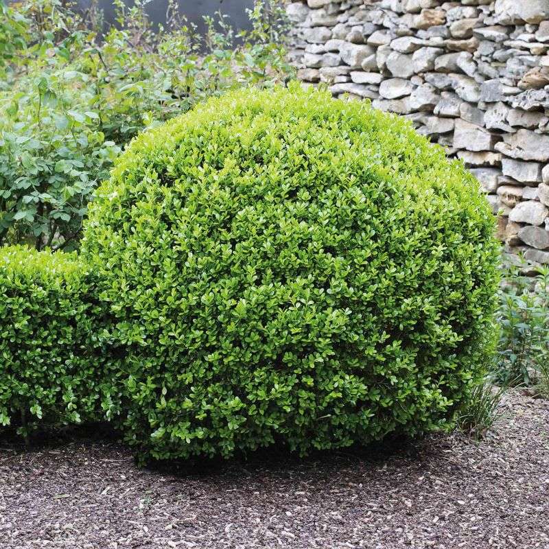 Boxwoods In Sheltered Spots Need Less Help