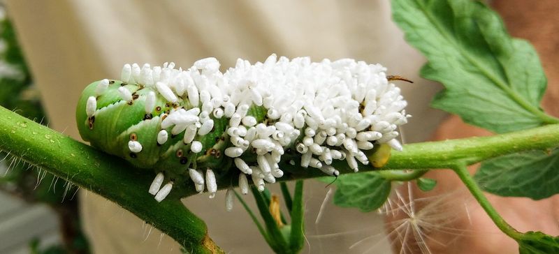 Braconid Wasps Lay Eggs Inside Living Hornworms