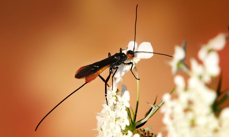 Braconid Wasps Parasitize Hornworms