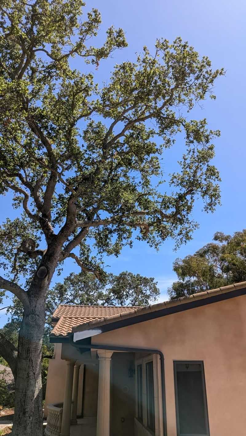Branches Hanging Over The Roof