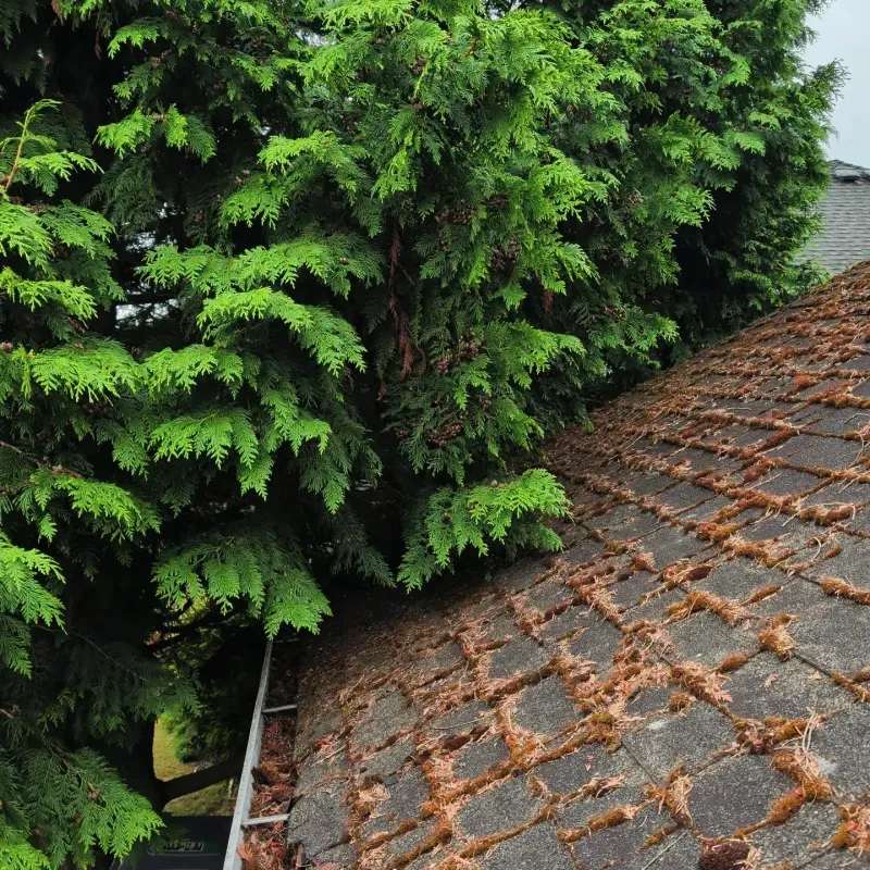 Branches Near The Roof Can Rub Surfaces And Drop Debris Branches Near The Roof Can Rub Surfaces And Drop Debris