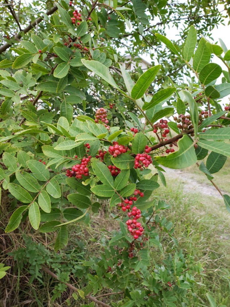 Brazilian Peppertree Berries Escape Into Hills