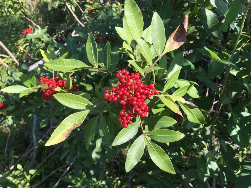 Brazilian Peppertree Is A Listed Invasive Plant 