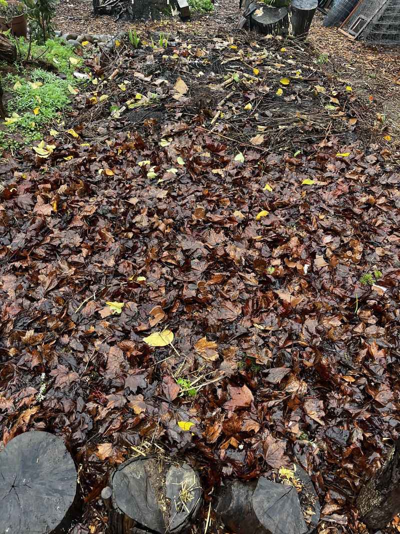 Break Up Matted Mulch To Let Air And Water Through Break Up Matted Mulch To Let Air And Water Through