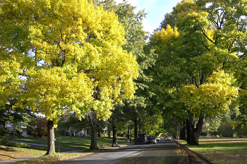 Breathe Easy Because Your Maple Will Most Likely Be Fine Breathe Easy Because Your Maple Will Most Likely Be Fine