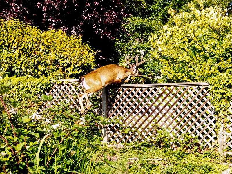 Breeding Season Has Deer On The Move
