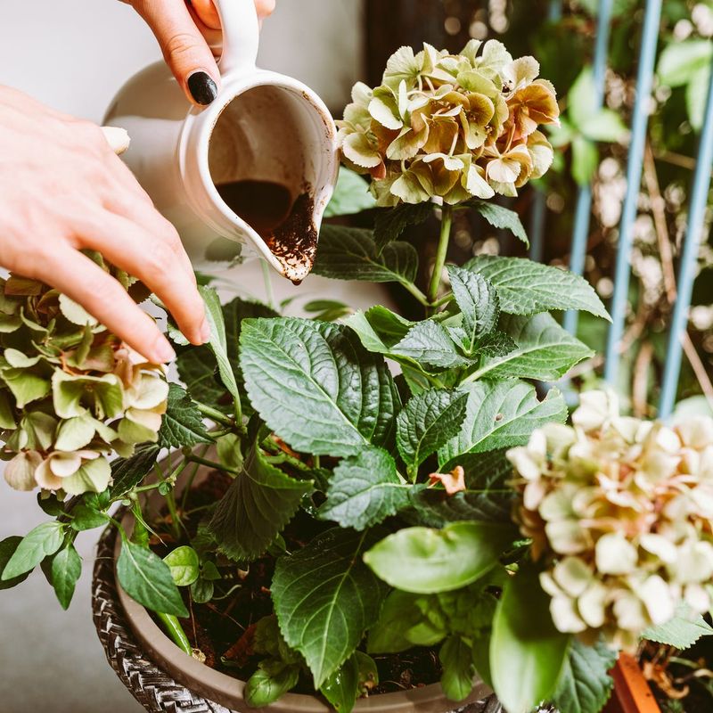 Brewed Coffee Grounds Sit Close To Neutral Brewed Coffee Grounds Sit Close To Neutral