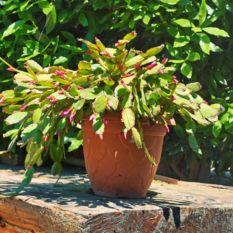 Bright Afternoon Sun Is Stressing Your Christmas Cactus