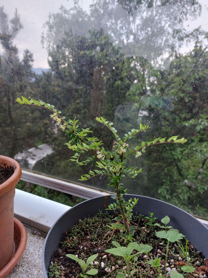 Bright Indirect Light And Humidity Help Cuttings Through Winter Bright Indirect Light And Humidity Help Cuttings Through Winter