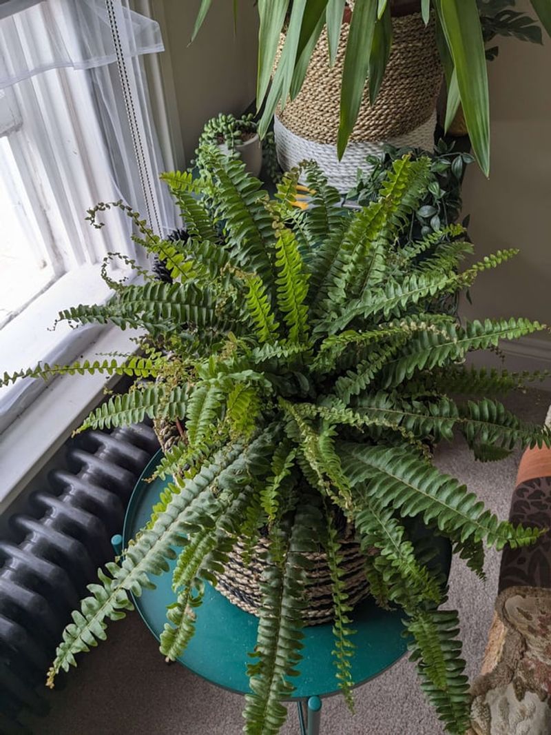 Bright Indirect Light Helps Ferns Adjust To Indoor Conditions Bright Indirect Light Helps Ferns Adjust To Indoor Conditions