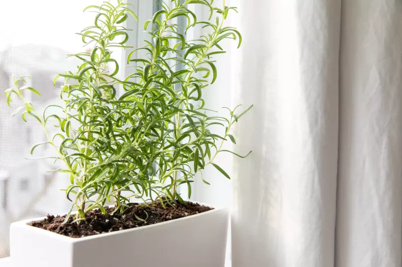 Bright, Indirect Light Is The Sweet Spot