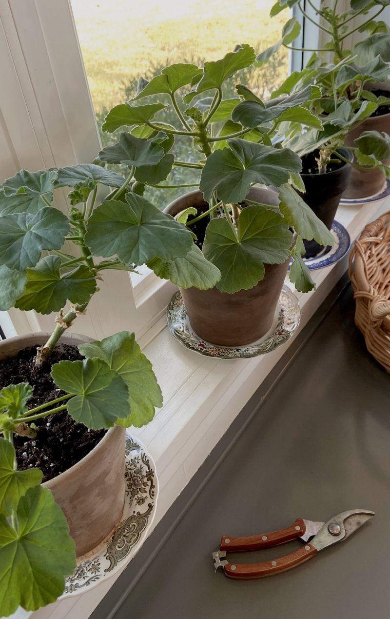 Bright Light Will Keep Your New Cuttings Happy Indoors