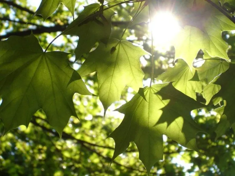 Bright Midsummer Mornings Give The Clearest Reading Bright Midsummer Mornings Give The Clearest Reading
