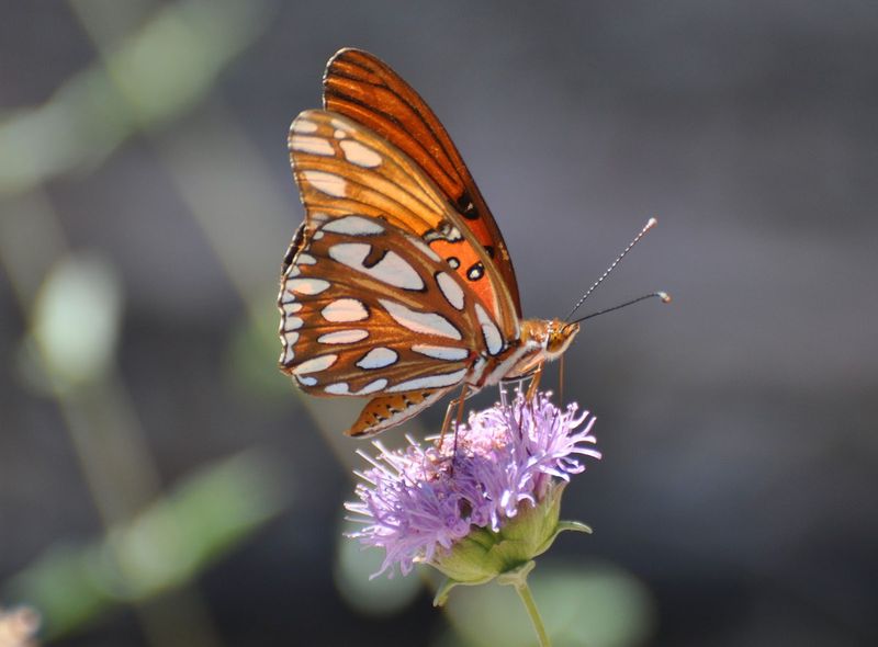 Bright Orange Adults Flash Silver Spots Under Their Wings