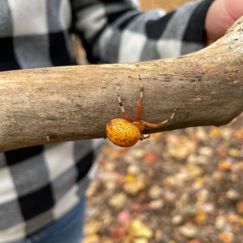 Bright Orange Bodies Make These Spiders Hard To Miss This Month Bright Orange Bodies Make These Spiders Hard To Miss This Month