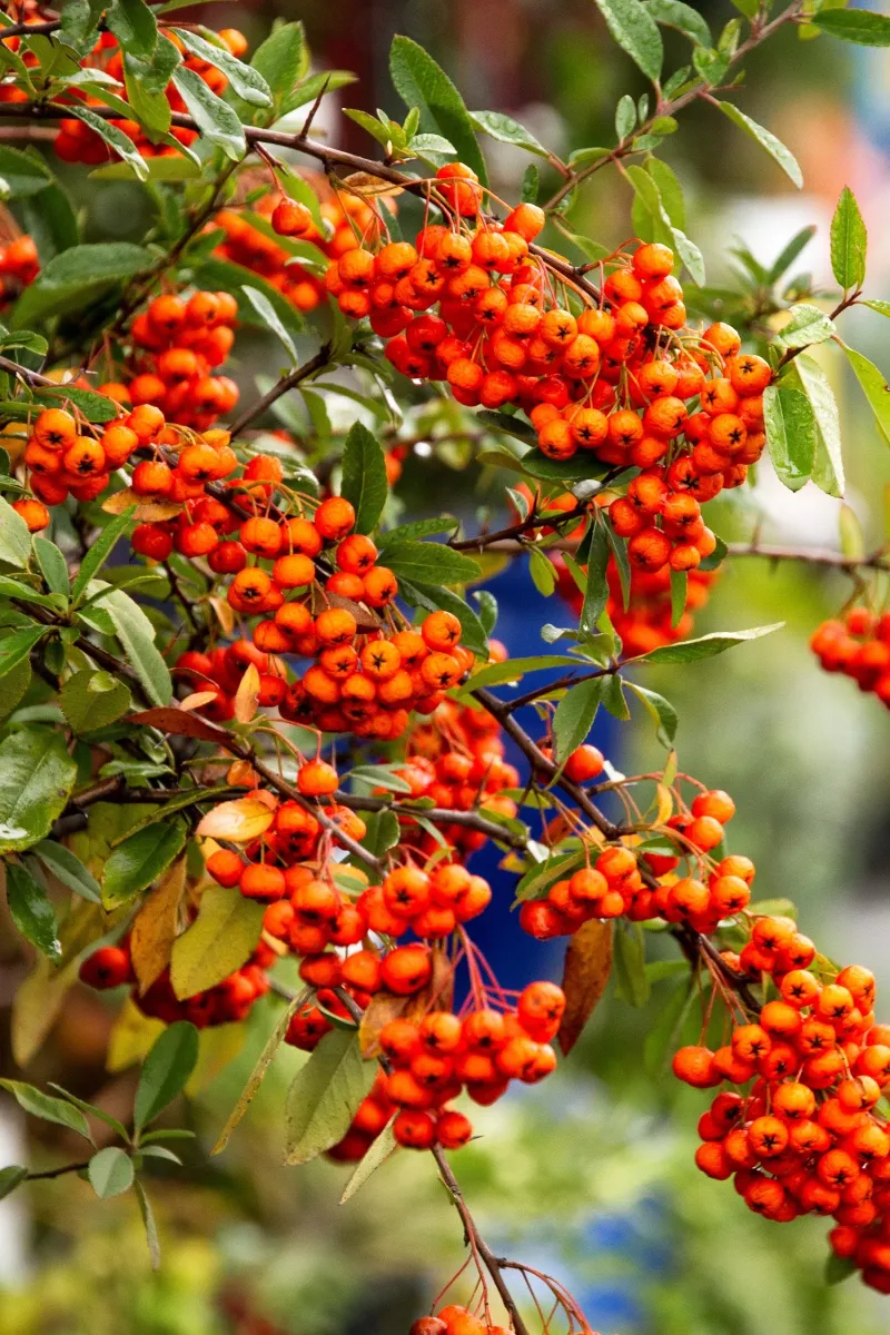 Bright Orange Clusters Are Winter Food For Many Backyard Birds Bright Orange Clusters Are Winter Food For Many Backyard Birds