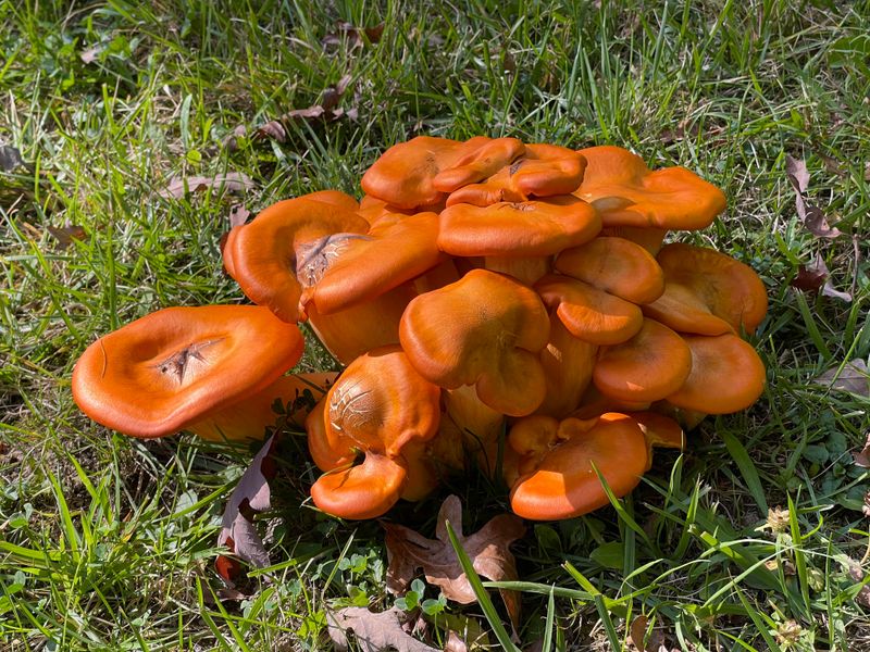 Bright Orange Clusters Give It Away Bright Orange Clusters Give It Away