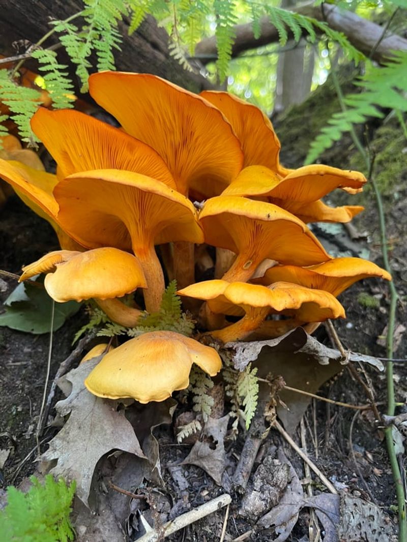 Bright Orange Jack O’Lanterns Clustered At Oak Stumps