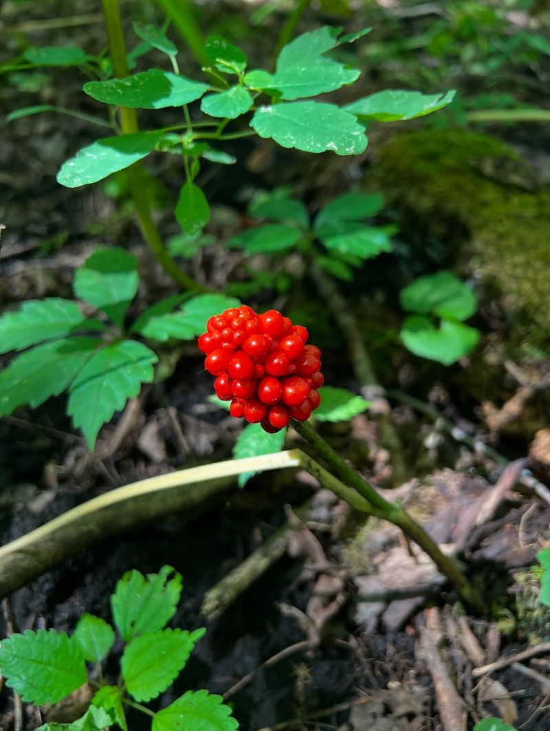 Bright Red Berries In Late Summer And Fall Bright Red Berries In Late Summer And Fall