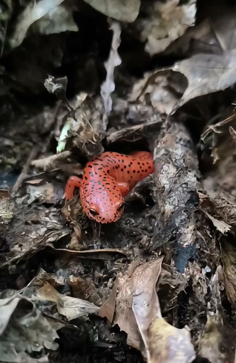 Bright Red Salamanders May Be Hiding In Damp Garden Corners Bright Red Salamanders May Be Hiding In Damp Garden Corners