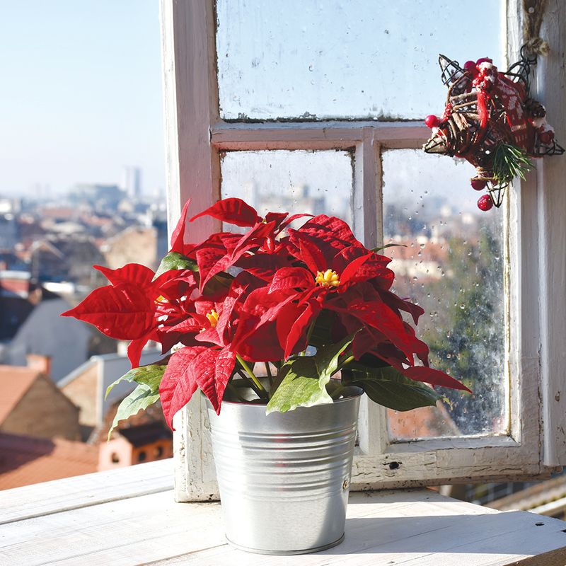 Bright Window Light Keeps Poinsettia Bracts Glowing Bright Window Light Keeps Poinsettia Bracts Glowing