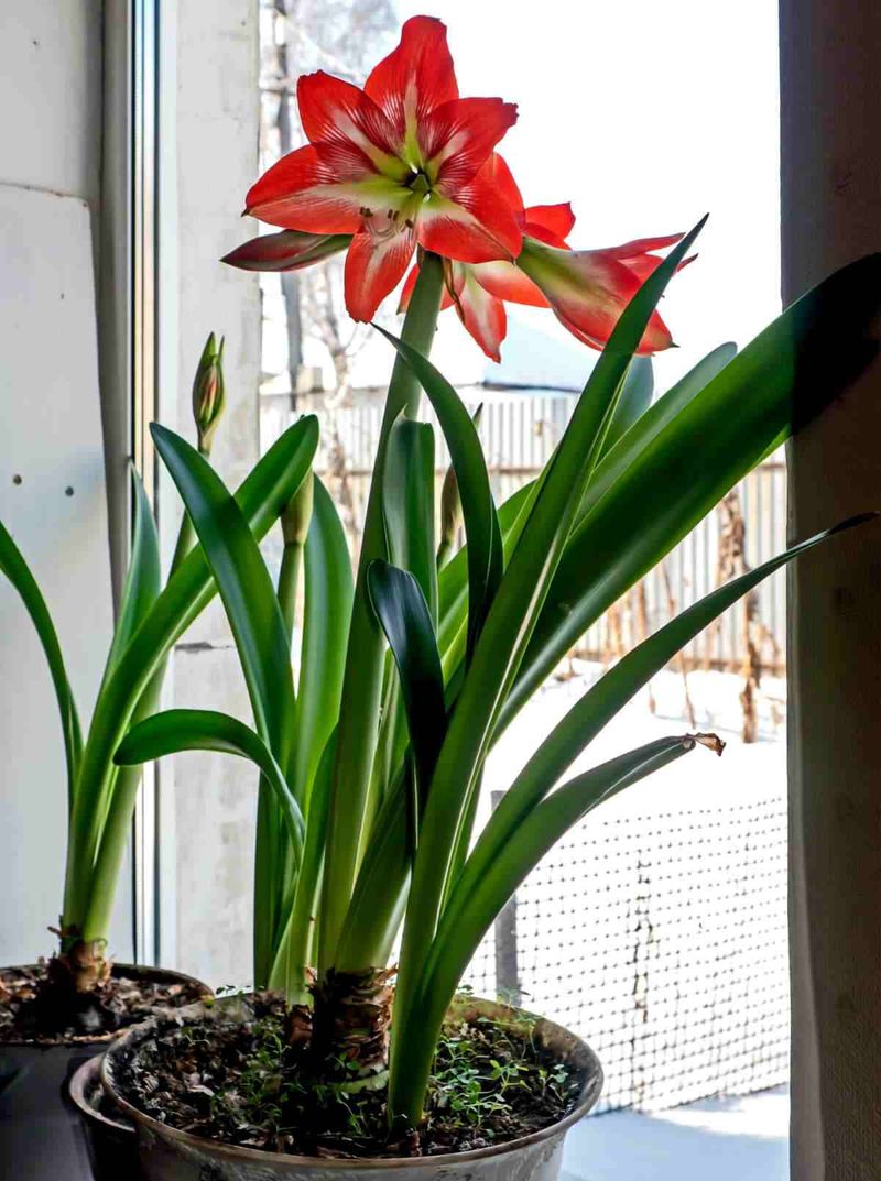 Bright Window Light Keeps That Tall Flower Stalk Standing Straight