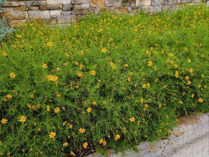 Bright Yellow Blooms Into Fall