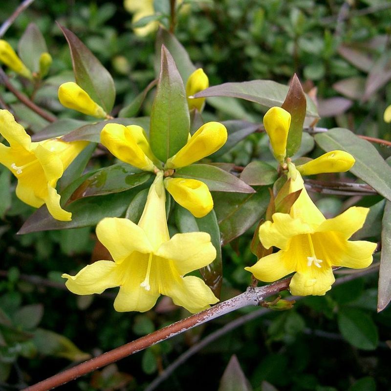 Bright Yellow Trumpets Can Arrive While Winter Still Lingers